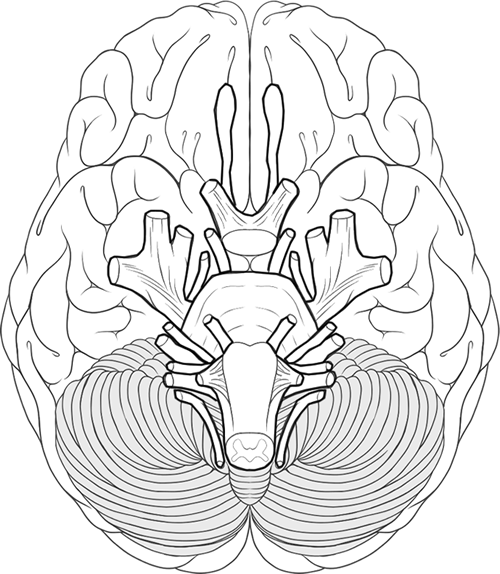 Coloring Pages Cranial Nerves Coloring