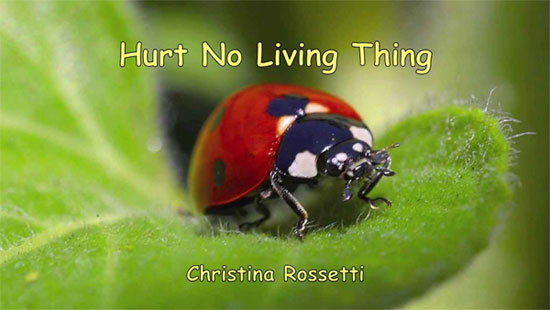 Hurt No Living Thing