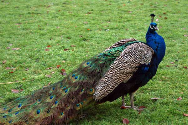 Maeil (Peacock)