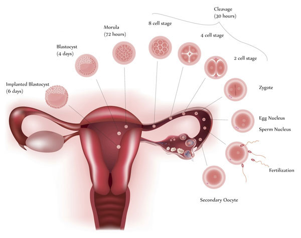 Fertilization