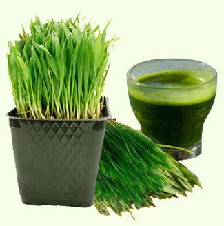 Wheatgrass and Nutritional Value of Wheatgrass