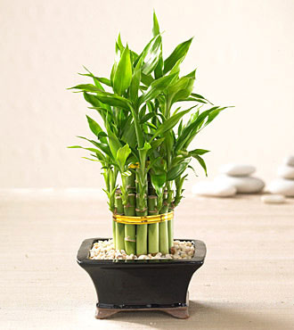 Plants and Feng Shui