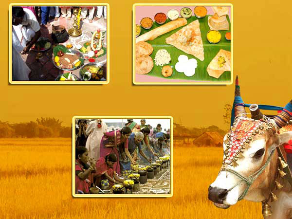 Pongal Festival 2012