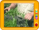 Experience of Working in a Mint Industry