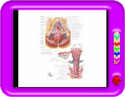 Female Anatomy