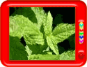 What is Mint?