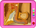 Male Reproductive system