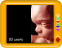 Foetal development