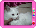 Cat biting nails - funny