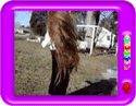 Home Remedies for hair maintenance