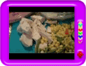 Ideas for Making Healthy Baby Food