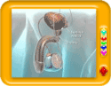 Parts of Male Reproductive System