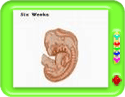 Working of the Body during Pregnancy