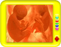 Womb fight-funny