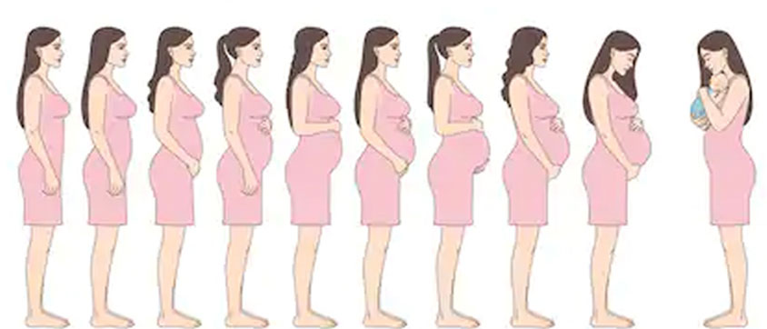 Body Changes During The 9th Month Of