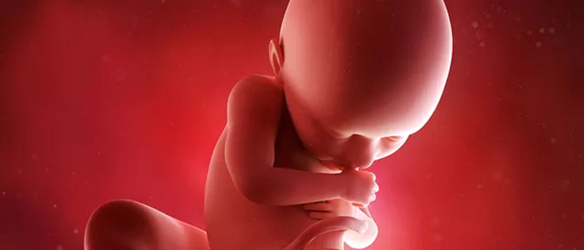 Foetal Heartbeat and Movements