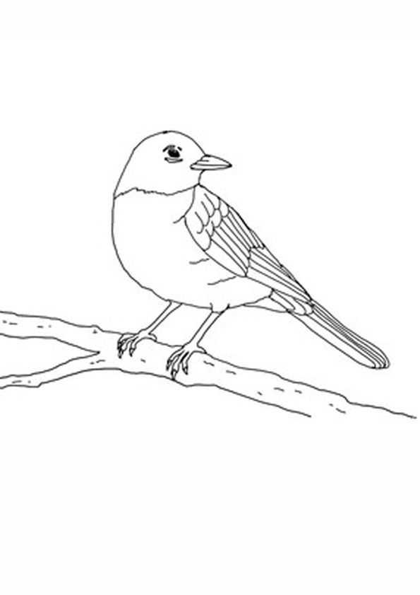 coloring-pages-printable-robin-bird-coloring-pages