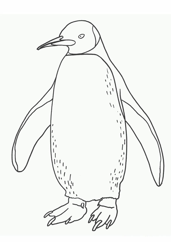 Premium Vector | Penguin on ice suitable for children's coloring page  vector illustration