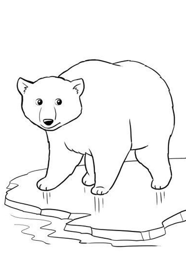 Polar Bear Coloring Pages coloring page