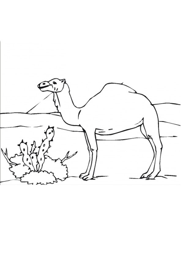 desert coloring pages for preschoolers