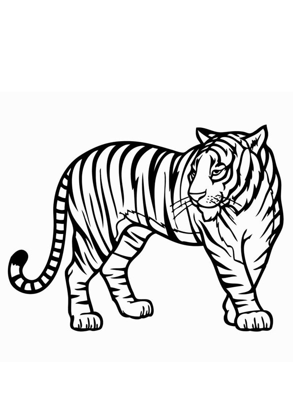 Coloring Pages | Tiger Coloring Page for Kids