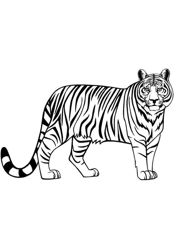 Coloring Pages | Tiger Looking for hunt Coloring Page