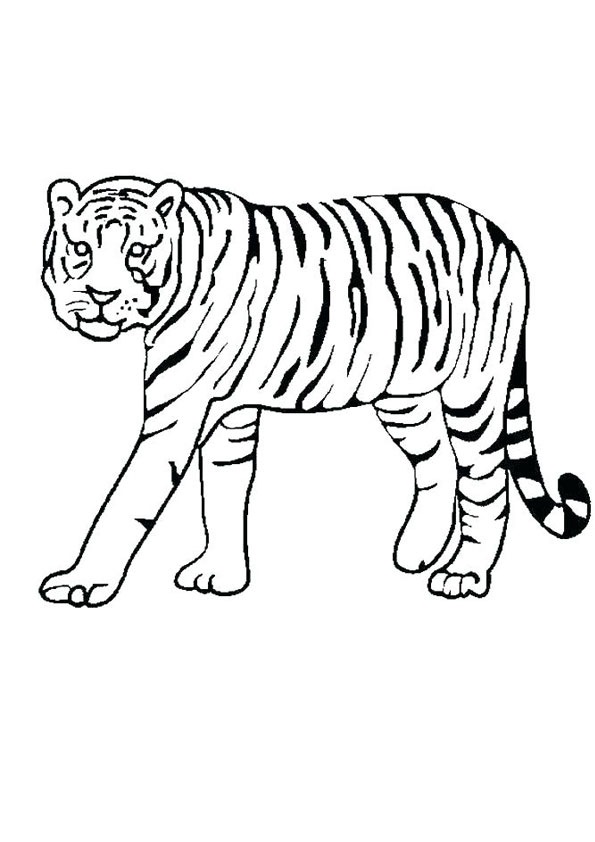 Coloring Pages | Tiger Walking Coloring Page