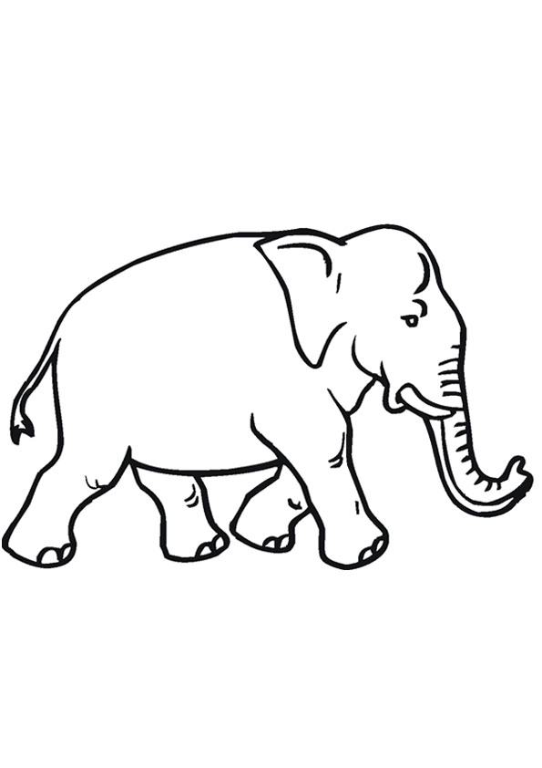 elephant colouring pages