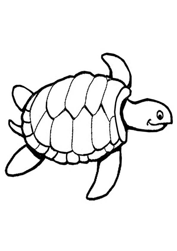 Coloring Pages Turtle Coloring Page 11