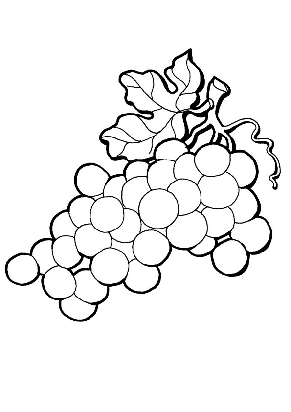 Featured image of post Grapes Coloring Page Free Select from 35554 printable coloring pages of cartoons animals nature bible and many more