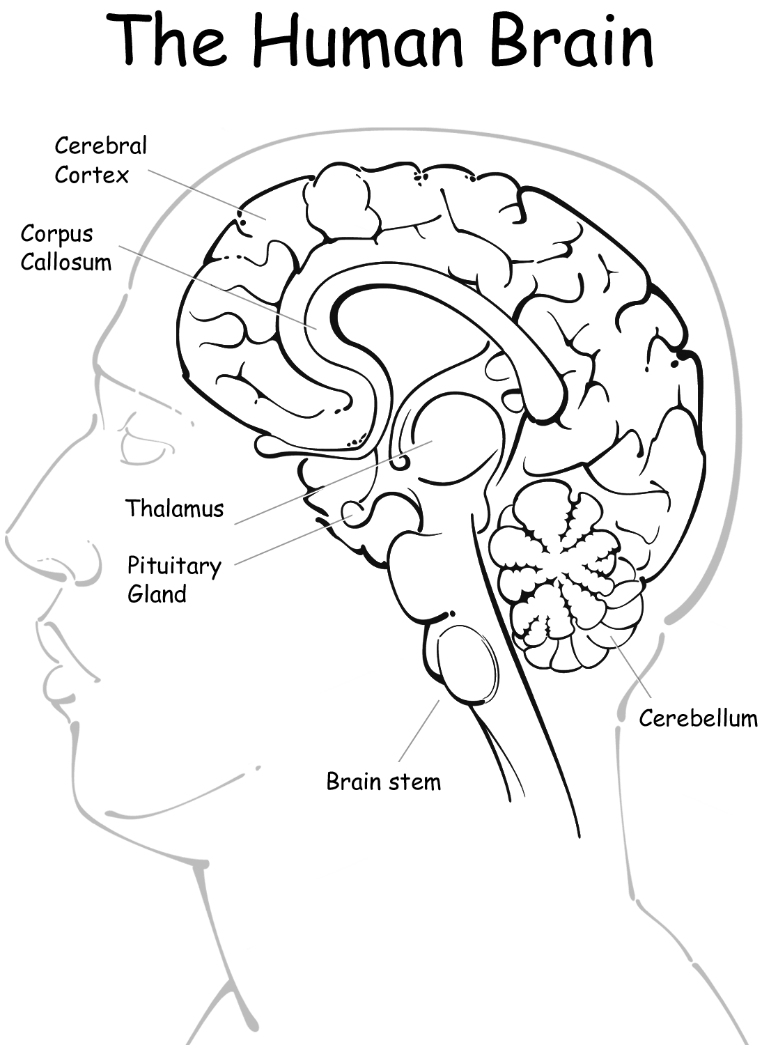 Printable Brain Anatomy Coloring Pages Minimalist Blank Printable printable-brain-anatomy-coloring-pages-minimalist-blank-printable