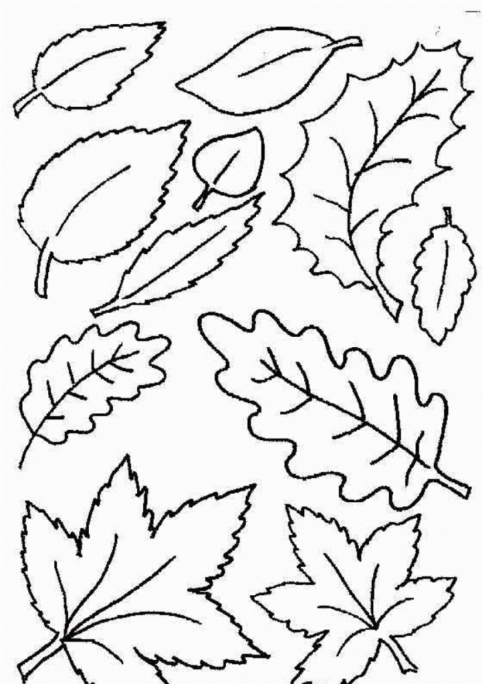 Coloring Pages | Many Leaf Coloring Pages