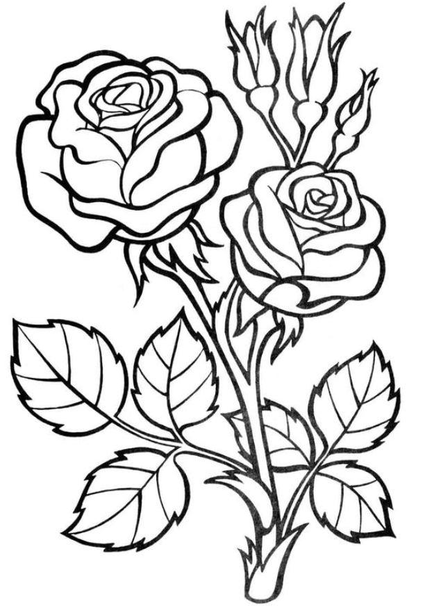 coloring-pages-roses-coloring-pages-for-kids