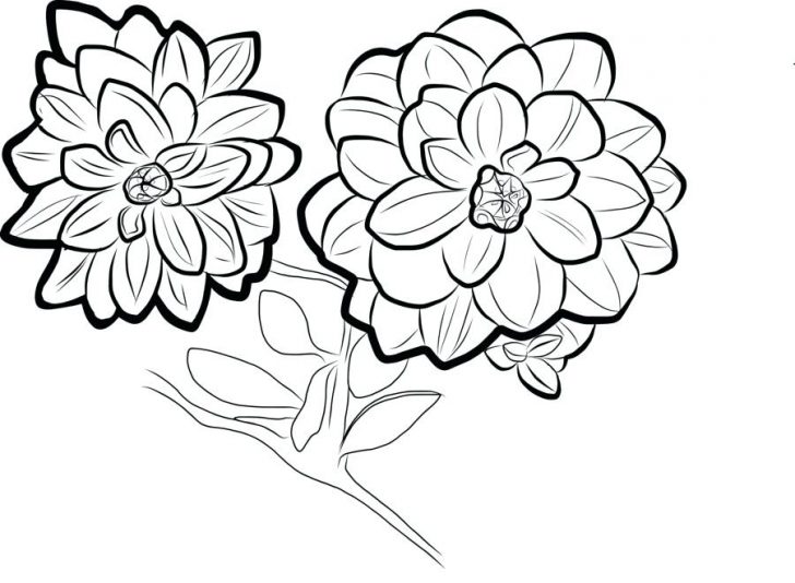 Featured image of post Marigold Flower Drawing Images - How to draw a realistic marigold flower easy and simple, marigold drawing.