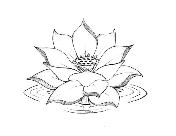 Aggregate more than 116 beautiful lotus drawing