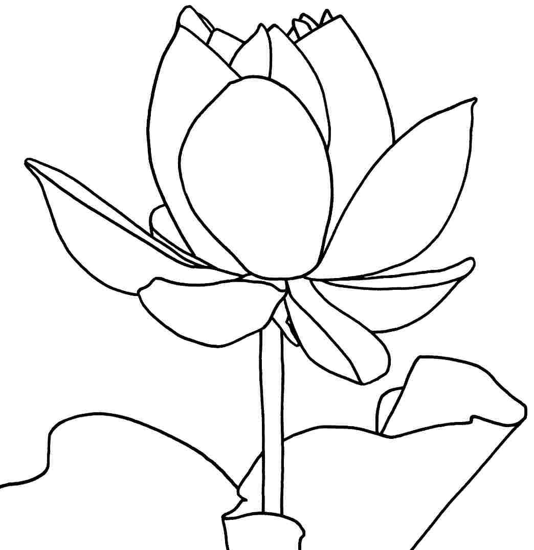 Coloring Pages | Lotus Flower Coloring Pages Printable