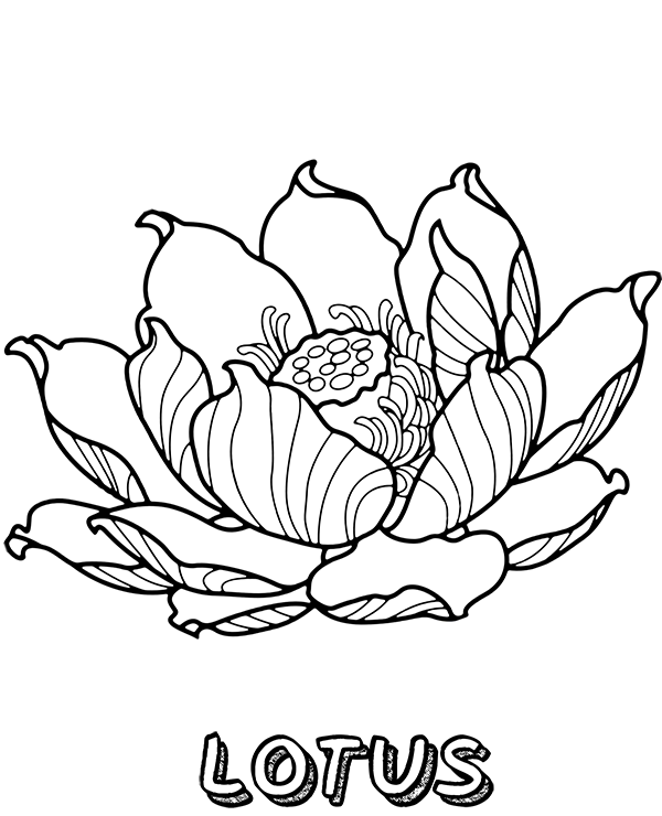 Featured image of post Printable Lotus Flower Coloring Page