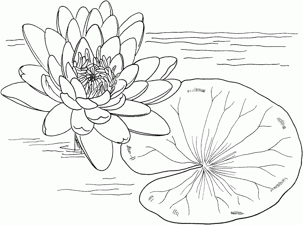 Featured image of post Easy Lily Flower Coloring Pages / It&#039;s easy to download it or print it direct from your browser.