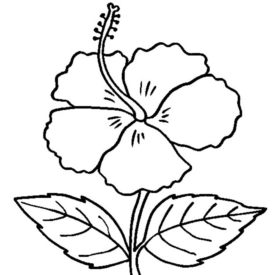 Free Printable Hibiscus Coloring Pages coloring page