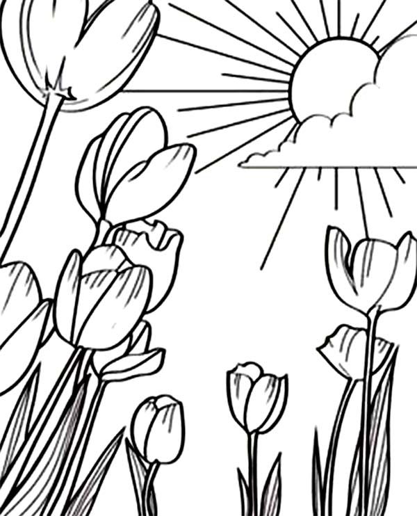 Sun And Tulip Coloring Pages coloring page