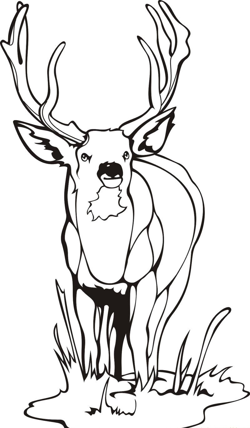 Coloring Pages Printable Deer Coloring Pages
