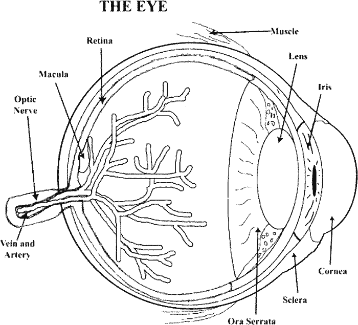 Coloring Pages Human Anatomy Coloring Pages For Kids coloring-pages-human-anatomy-coloring-pages-for-kids