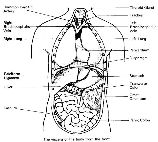 coloring-pages-free-printable-anatomy-coloring-pages