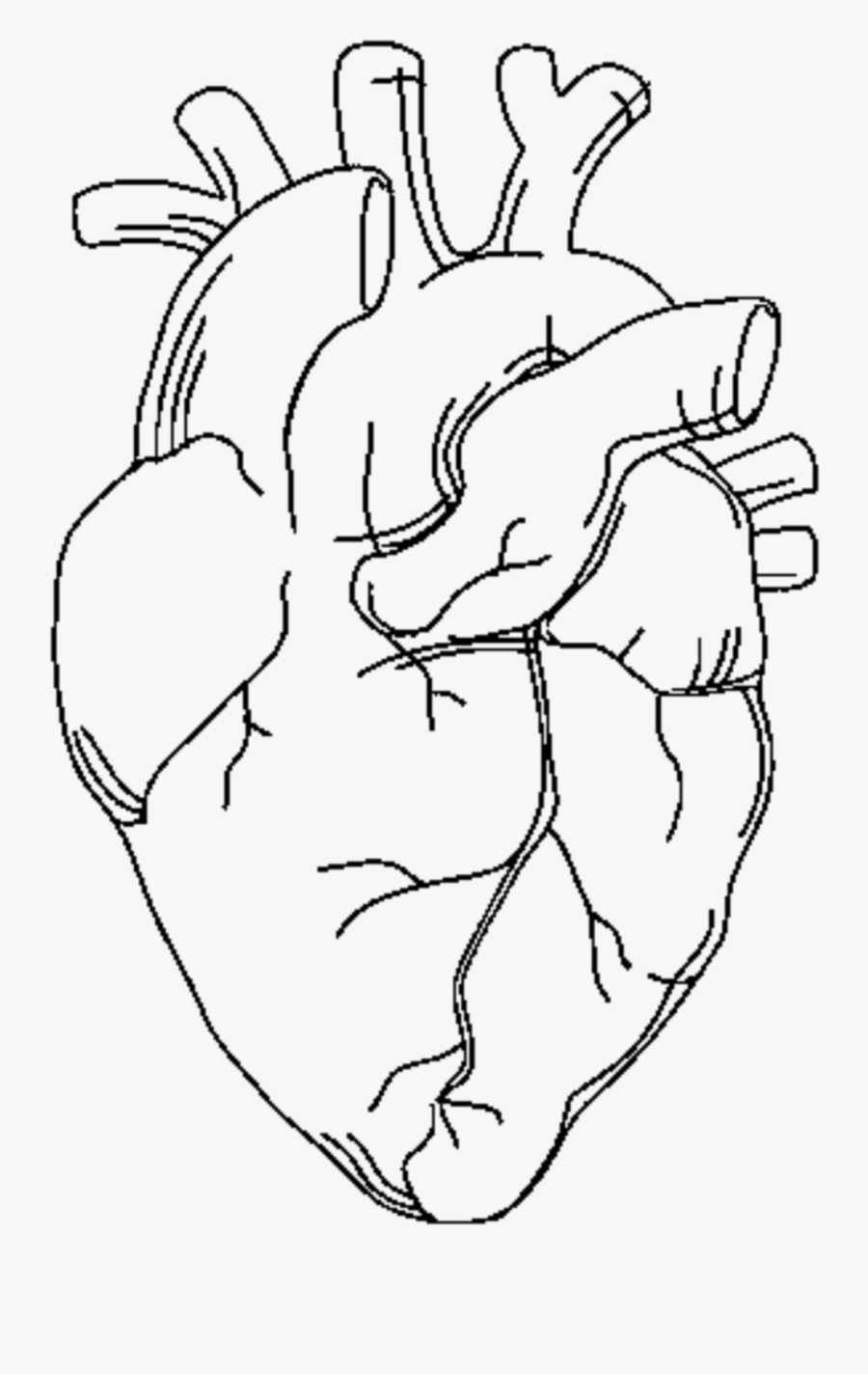 heart anatomy coloring page