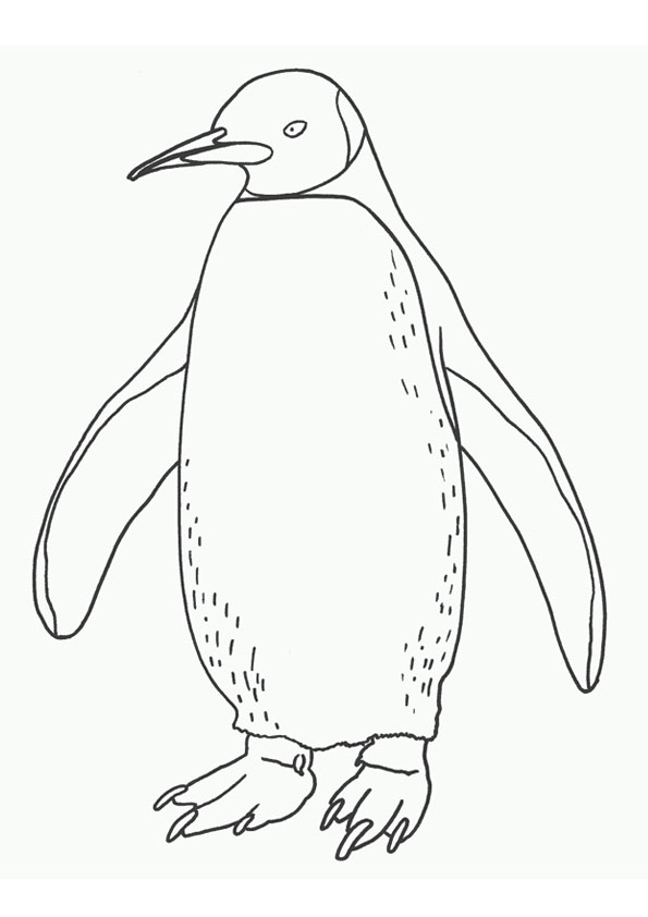 Printable Penguin Coloring Pages coloring page