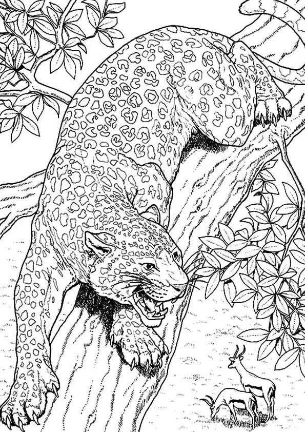 91 Collection Jaguar Animal Coloring Pages  Latest HD