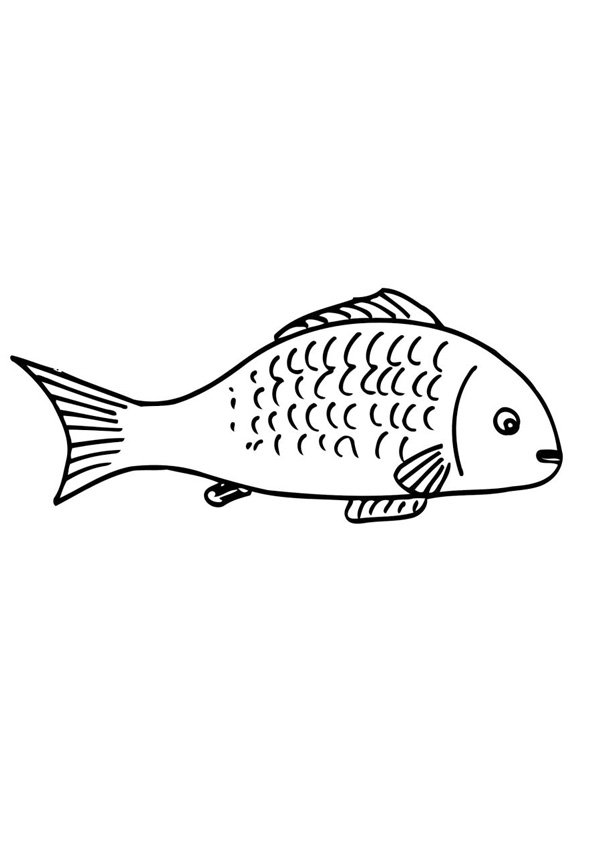 Coloring Pages  Free Printable Fish Coloring Pages