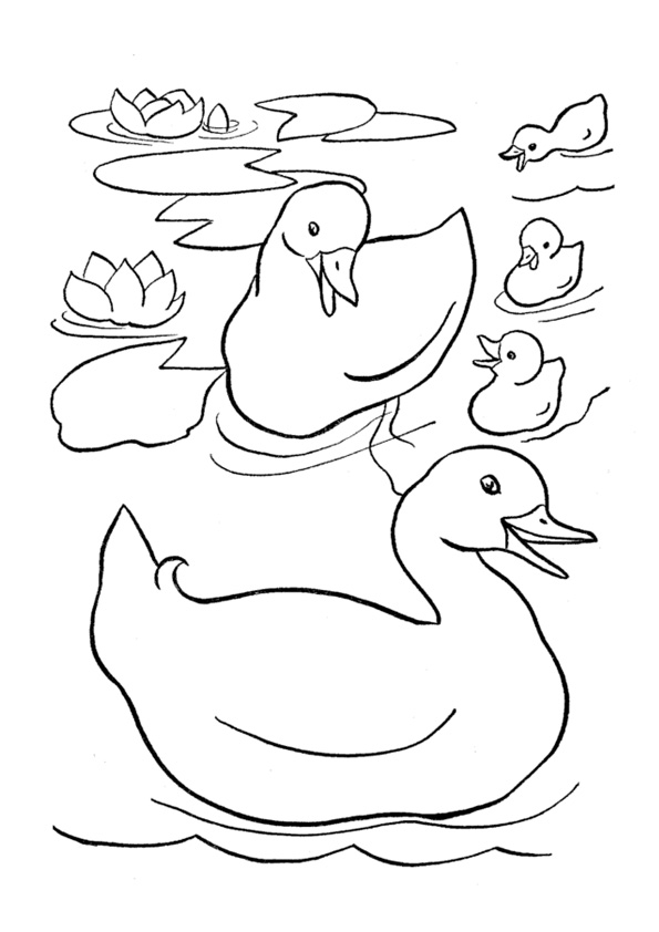 Free Printable Duck Coloring Pages Kids coloring page