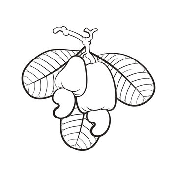 Coloring Pages | Cashews Coloring Pages