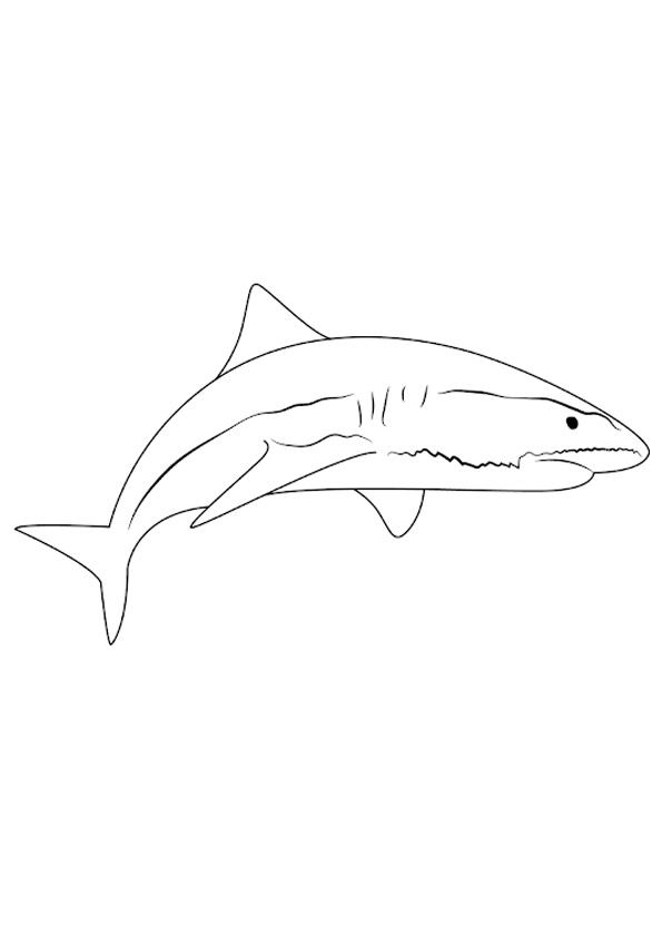 Blue Shark Coloring Pages